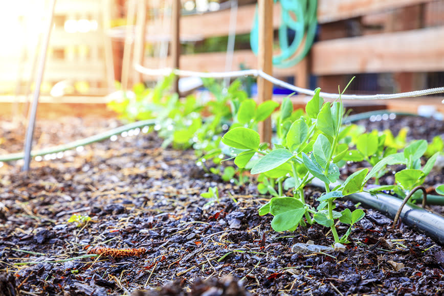 Pea shoots