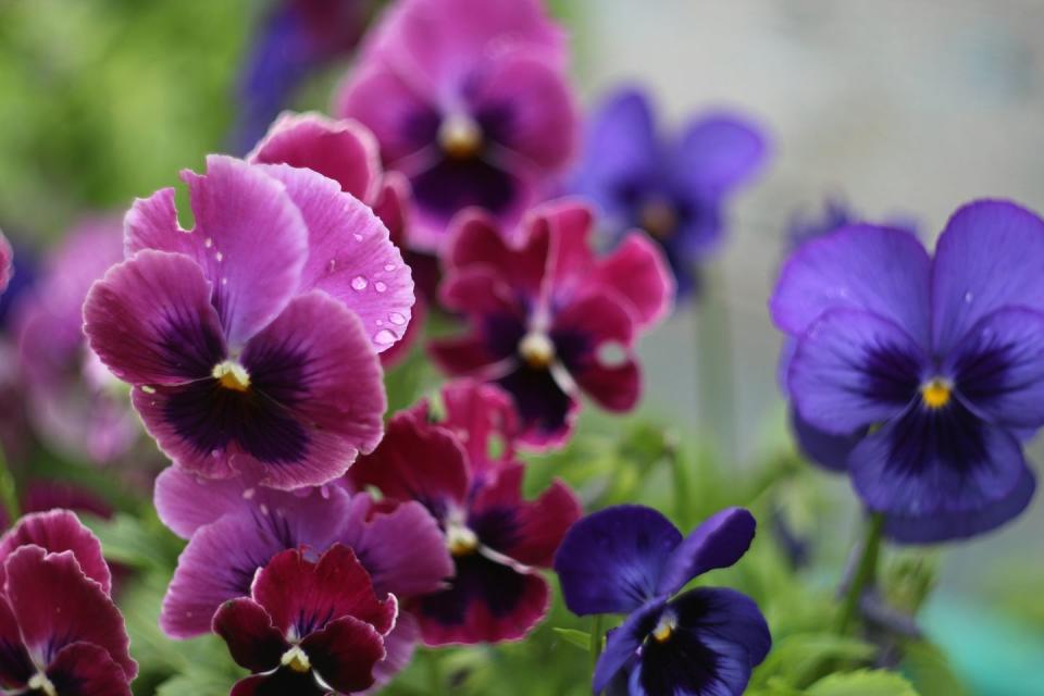 Pansy