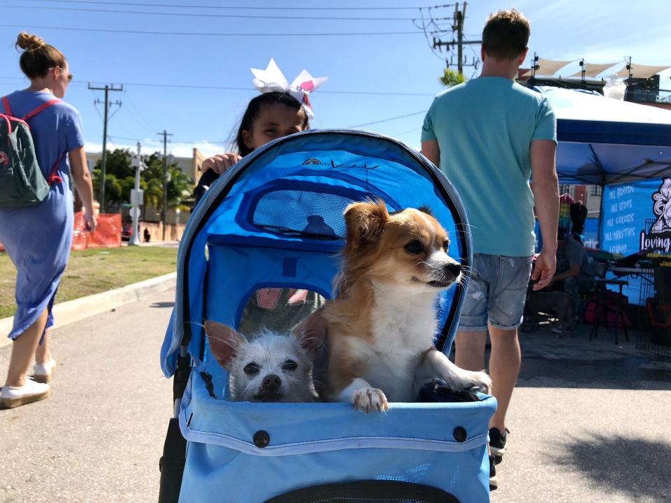 All kinds of doggie related fun went on at the 2020 Mutt Strut held in downtown Fort Myers. This event is part of the Edison Festival of Light celebrations.