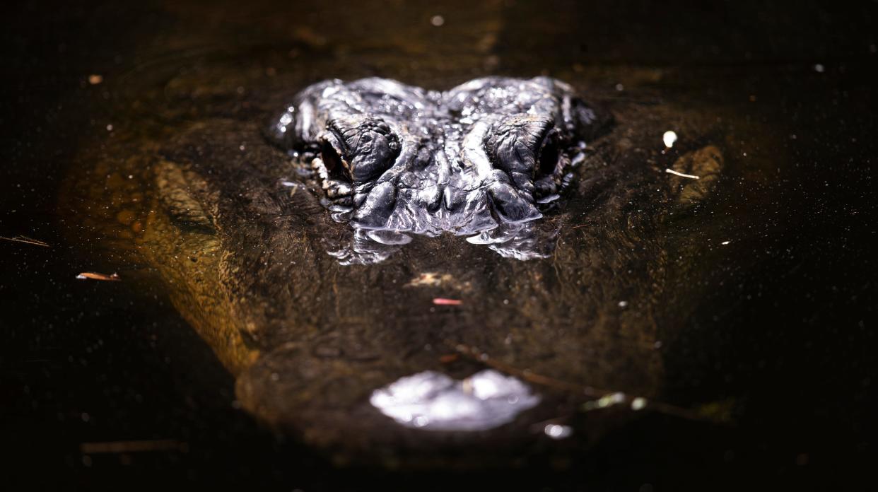 An alligator hangs out in the waters at Bird Rookery Swamp in Collier County on Thursday, March 31, 2022. There is no alligator hunting allowed in CREW.  FILE PHOTO BY ANDREW WEST