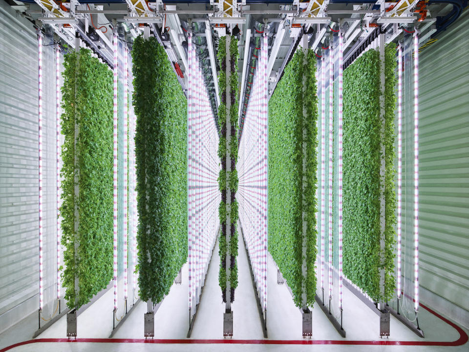 This undated photo provided by Walmart via Plenty, shows the Plenty Farms South San Francisco grow room. Plenty says its vertical towers can grow multiple crops on one platform with consistent flavor and deliver higher yields per acre compared to that of a field. Walmart said Tuesday, Jan. 25, 2022, it has taken a stake in agriculture startup Plenty, becoming the first large U.S. retailer to significantly invest in indoor vertical farming as a way to deliver fresher produce to its stores. (Spencer Lowell/Plenty/Courtesy of Walmart via AP)