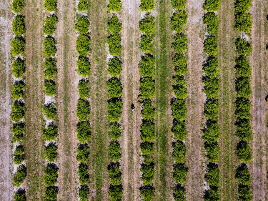 Eine Luftaufnahme vom 14. März 2023 zeigt einen Arbeiter beim Pflücken von Orangen in einer Obstplantage in Arcadia, Florida. - Copyright: CHANDAN KHANNA/Getty Images