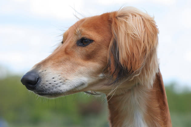 Saluki, Oldest Dog Breed