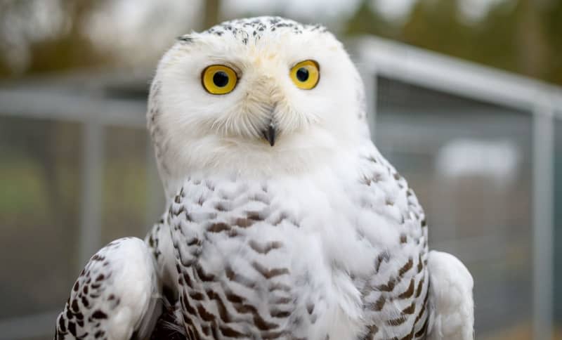 People can stress out owls by interfering with their hunting, causing fatigue and making them more vulnerable to traffic and predators like peregrine falcons or red-tailed hawks. Philipp Schulze/dpa