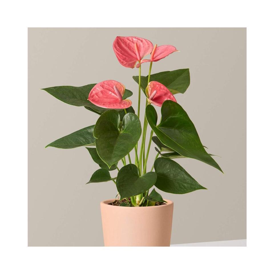 Pink Anthurium