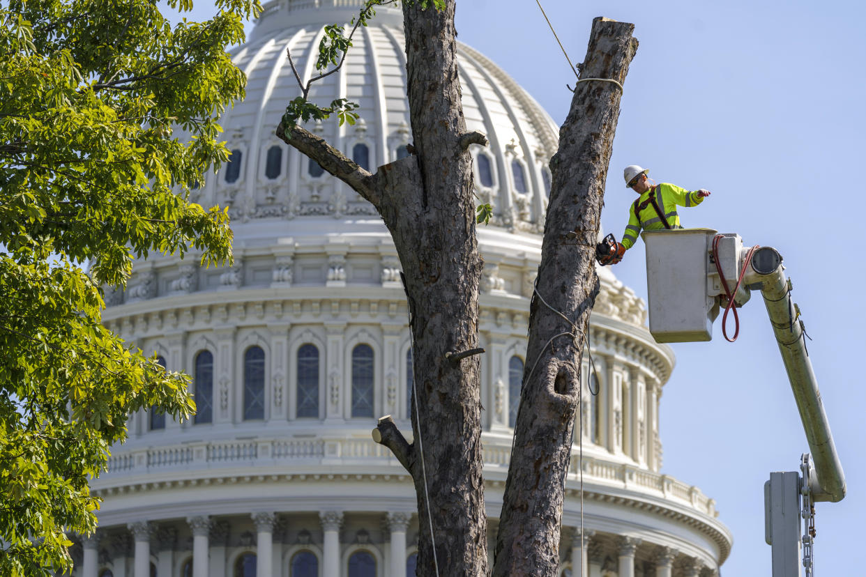 A dead Elm tree is removed on the West Front of the Capitol in Washington, Friday, Sept. 10, 2021. (AP Photo/J. Scott Applewhite)