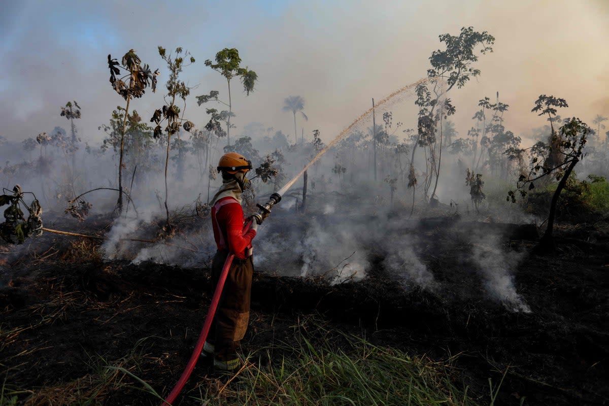 Firefighters try to put out an illegal fire in a forest area at the Cacau Pirera district in Iranduba, Amazonas state, Brazil on 25 September 2023. The Government of Amazonas declared a State of Environmental Emergency on 12 September due to the high number of fires and a strong drought in the rivers, affecting navigation and food distribution to the interior of the state (AFP via Getty Images)