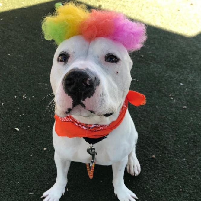 Pit Bull Hats – Tagged TIE DYE – Pit Bull Cap