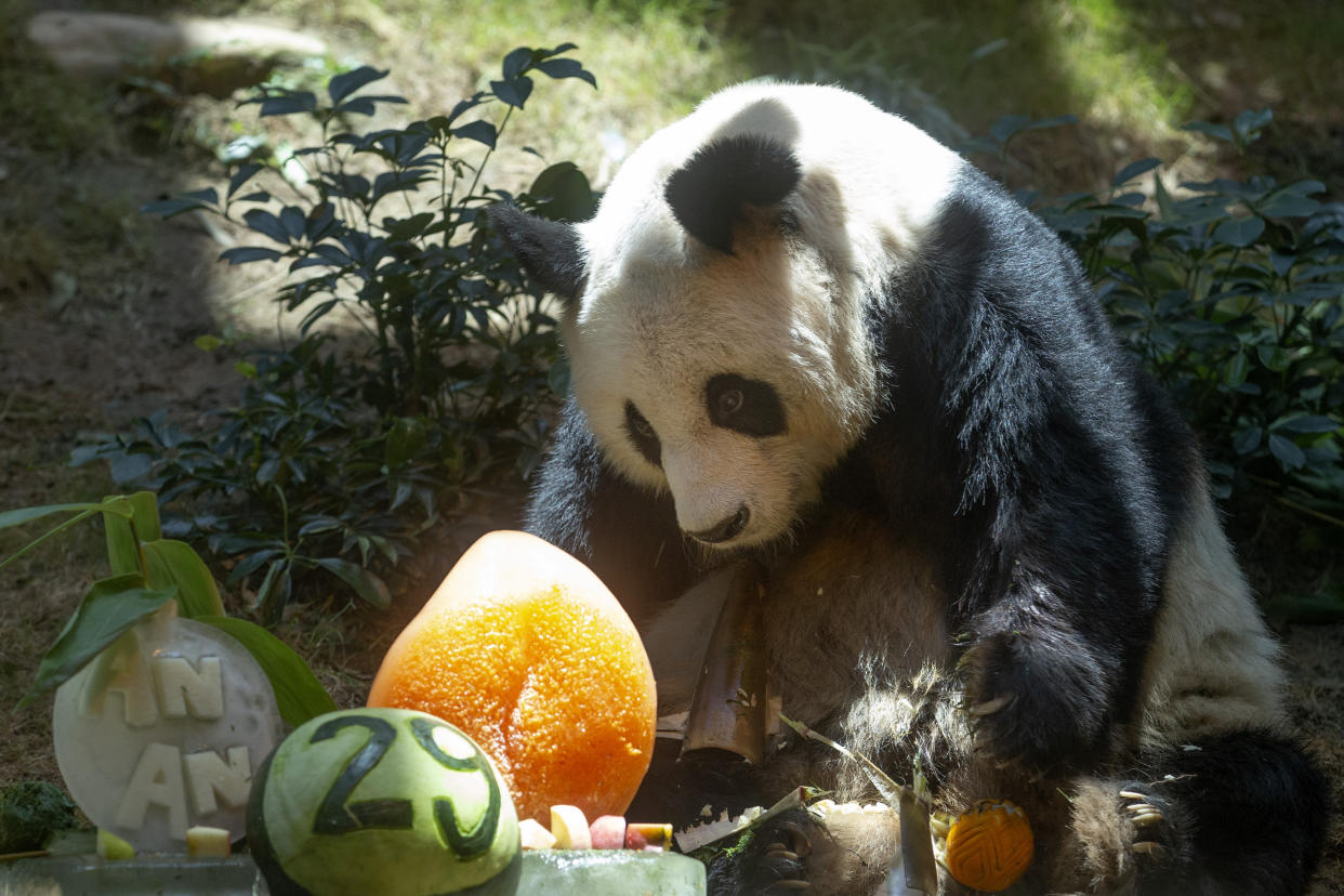 An An was euthanized following a deterioration in his health in recent weeks. (Kin Cheung/AP)