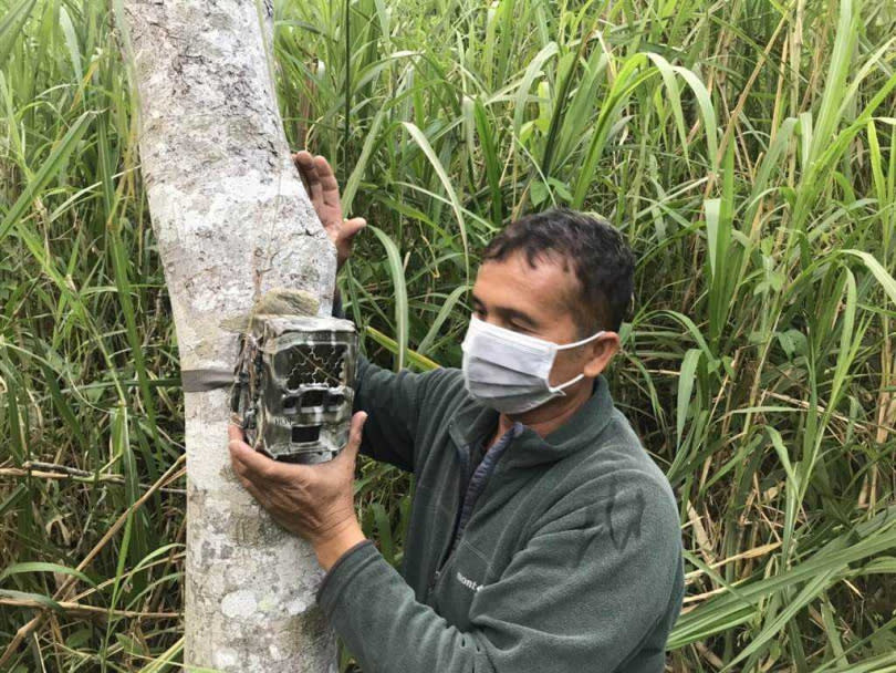 富里鄉山區稻田傳黑熊現蹤跡啃食稻米，林務局花蓮林管處今早在現場架設紅外線攝影機，盼能捕捉到更多有力證據。（林管處提供／王志偉花蓮傳真）