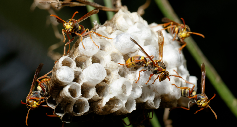 Image of wasps on a nest. 