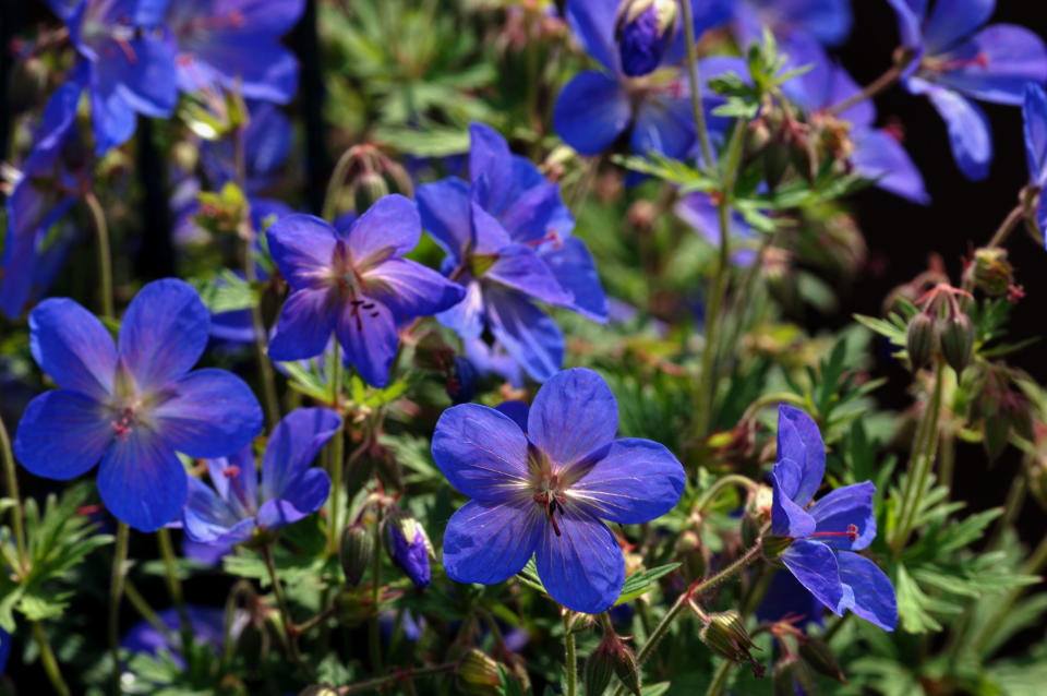 Geranium