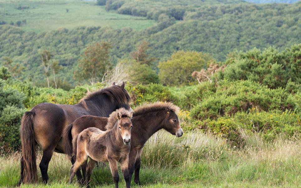 There are just 4,000 Exmoor ponies left around the world - Goldfinch4ever