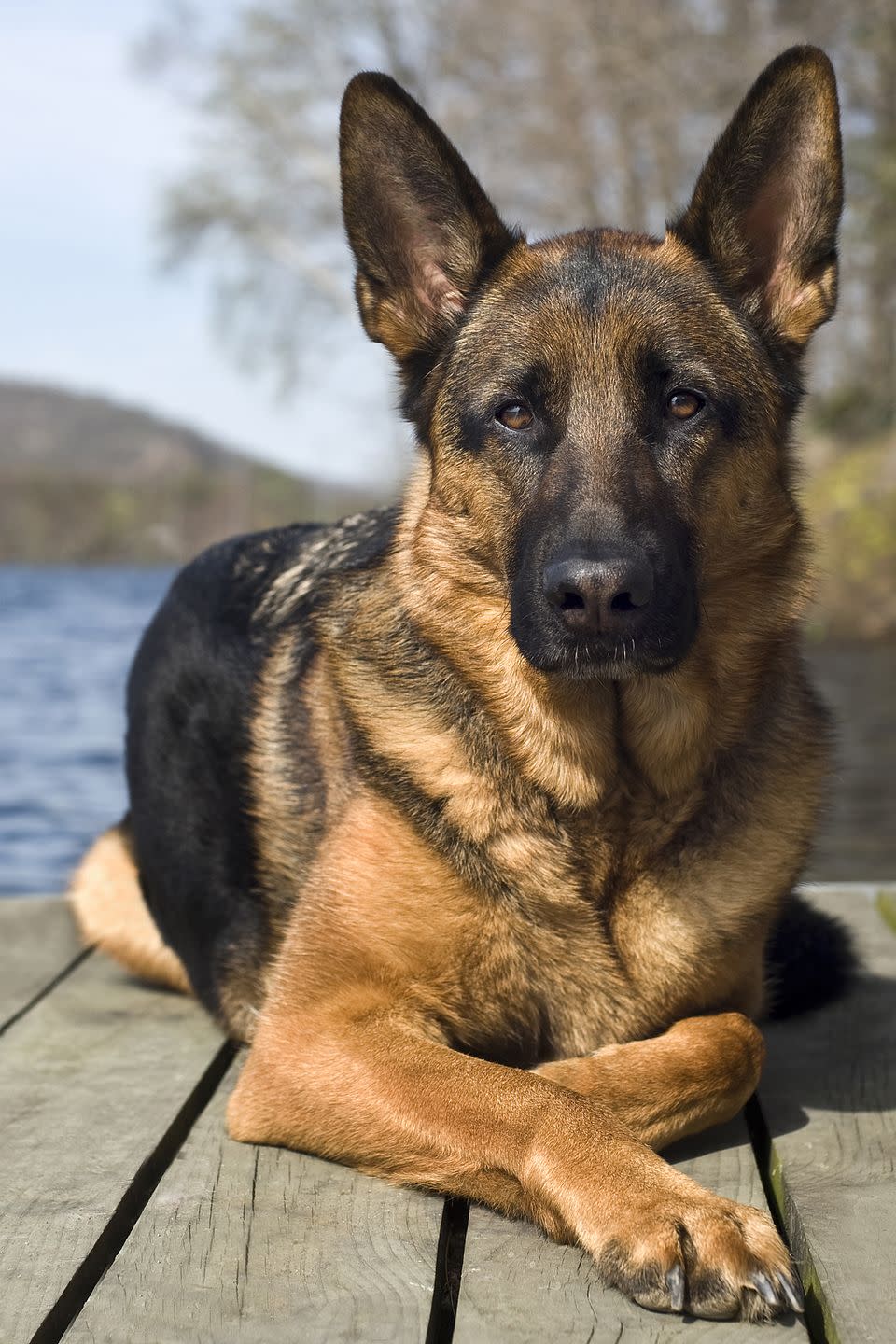 german shepherd