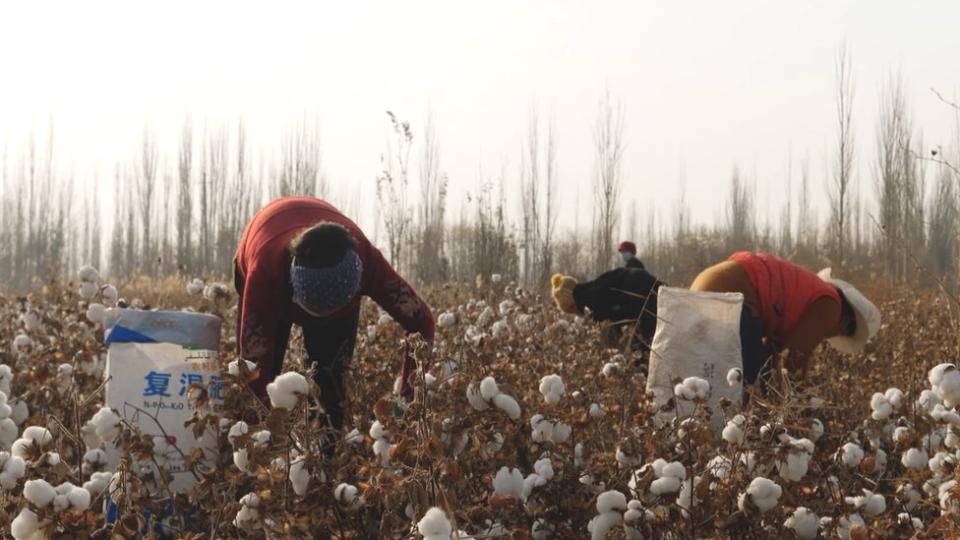 Trabajadores en un campo de algodón de Xinjiang