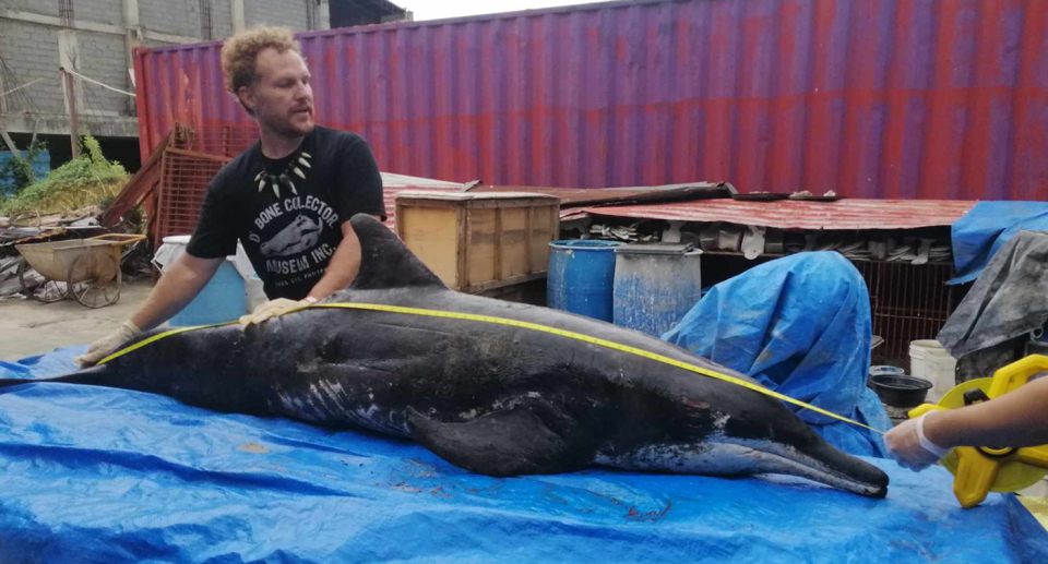 Blatchley measures the body of the dead rough tooth dolphin which is on a tarp.