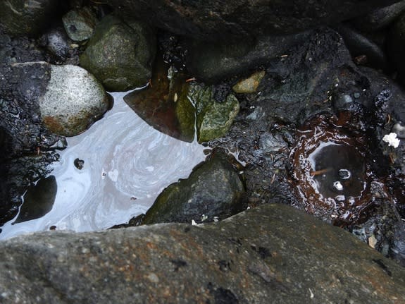 Oil from the 1989 Exxon Valdez spill trapped between rocks on a beach in the Gulf of Alaska, more than 20 years after the spill.