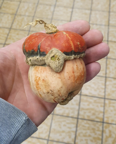 A person holding a uniquely shaped gourd that resembles a toy figure with a helmet and a red top