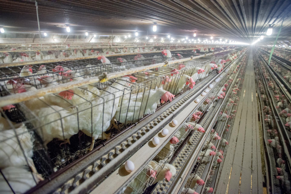 Caged chickens at a conventional egg farm in the United States. Josh Balk of the Humane Society said eggs produced by caged hens are among "the cruelest products ever offered in our food system.&rdquo; (Photo: VW Pics via Getty Images)