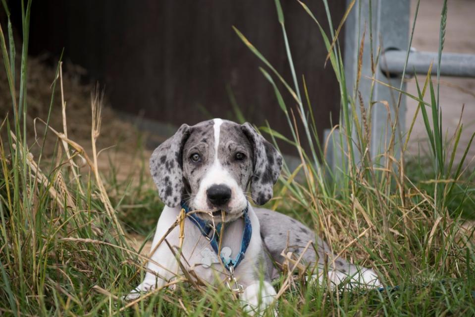 Great Dane lying on the grass