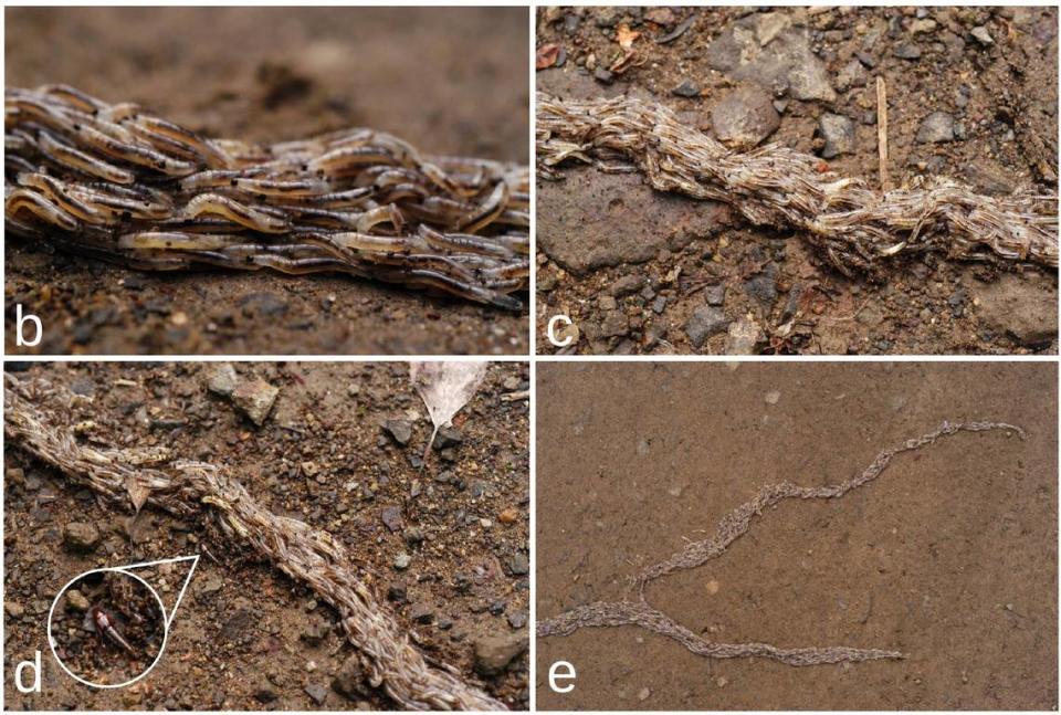 Photos show larvae creating a “conveyor-belt” movement mass resembling a snake.