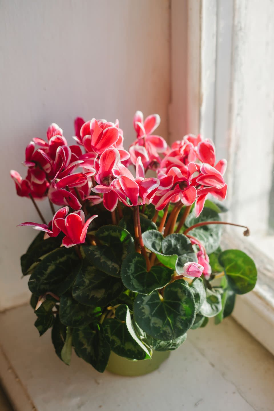 blooming pink cyclamen in pot on window sill
