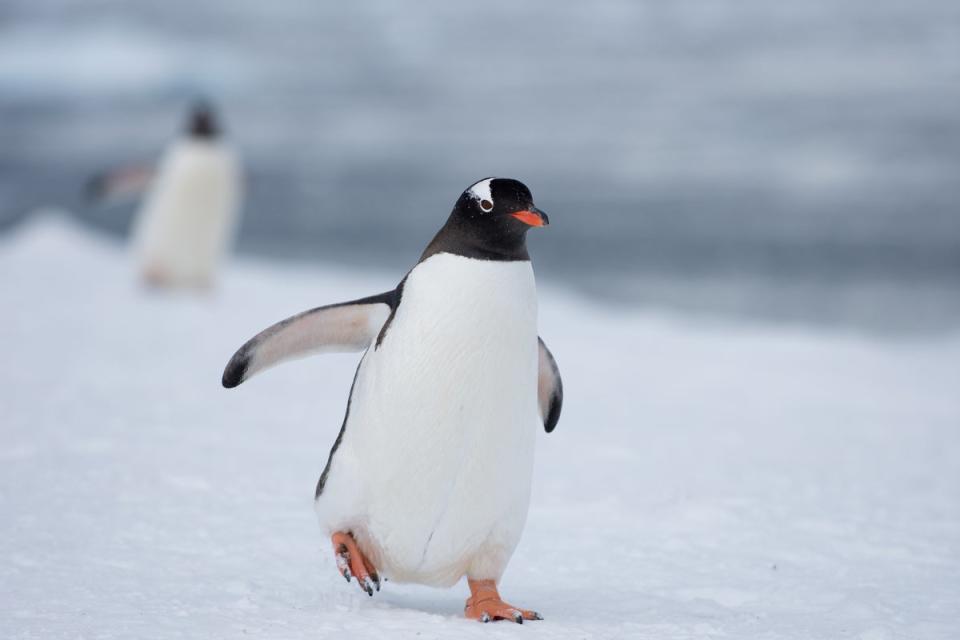 Gentoo penguins in Antarctica (Getty Images/iStockphoto)