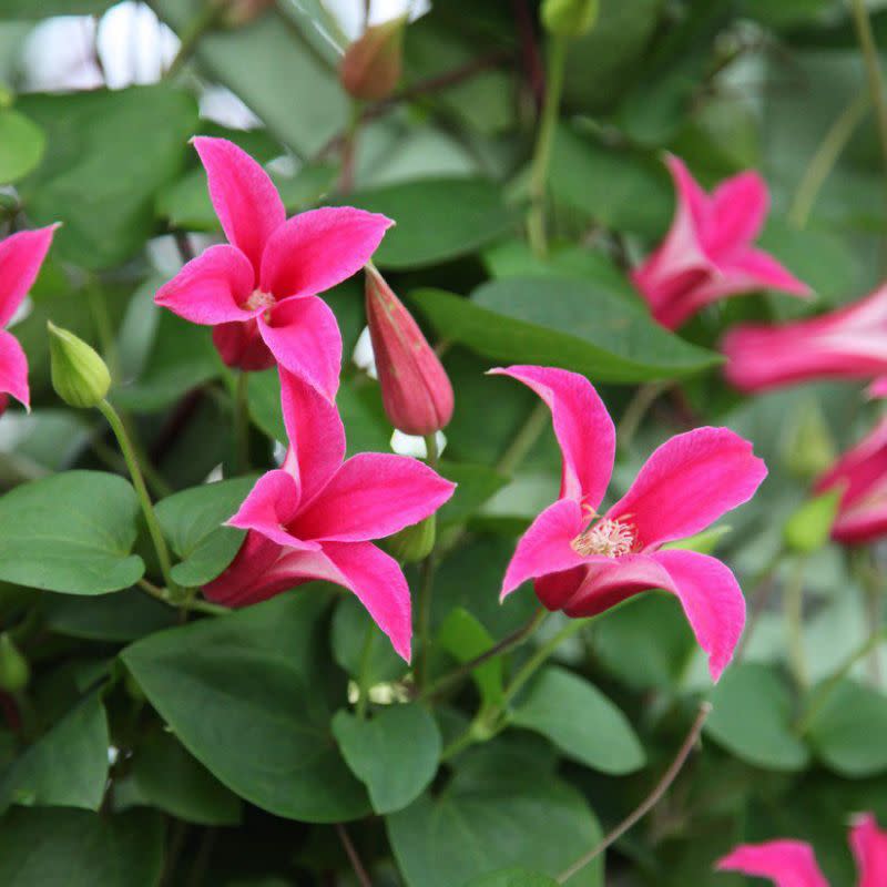 Die “Clematis Princess Diana” ist knallig Pink. (Bild: RHS Plants)