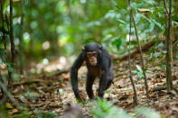 DisneyNature's "Chimpanzee" - 2012