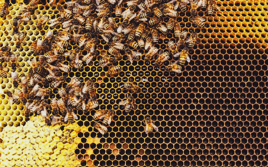 Se estima que los servicios de polinización de las abejas rondan los 30.000 millones de dólares al año. (Getty)