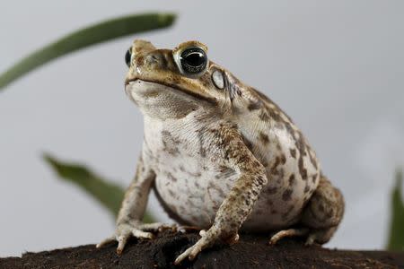 A Rhinella marina toad is pictured at a terrarium in Caracas November 30, 2015. REUTERS/Carlos Garcia Rawlins