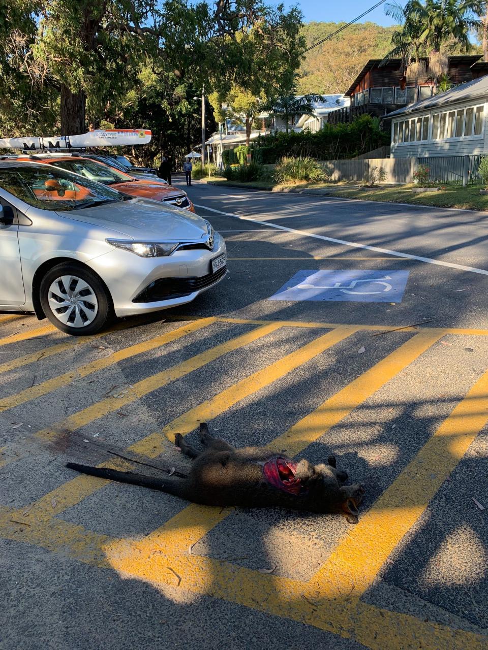 A wallaby killed in Pearl Beach, Central Coast.