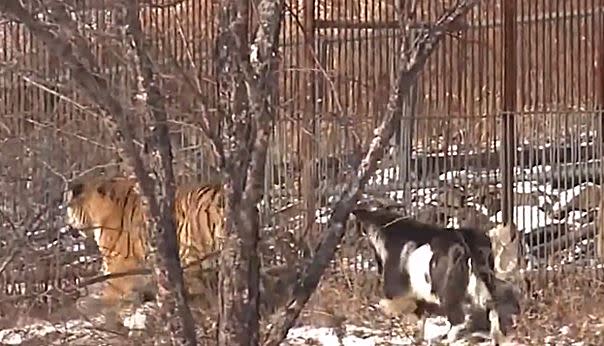 老虎與山羊一起在動物園閒逛。（圖／翻攝自動物園推特）