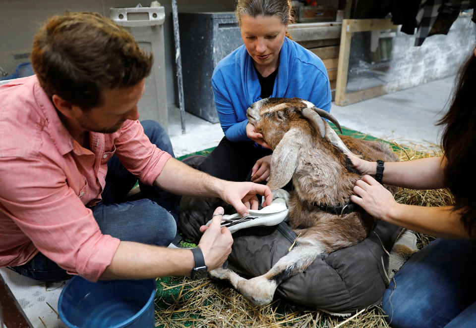 <p>Derrick Campana vom Animal Ortho Care in Sterling, Virginia, links, arbeitet an einer Lösung für Beauty, eine Ziege, die nicht alleine auf ihren dauerhaft kaputten Beinen stehen kann, 27. März 2017. (Kevin Lamarque/Reuters) </p>