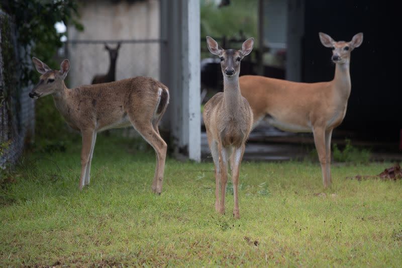 Deer stand in the yard of a residence in the aftermath of Hurricane Hanna in Port Mansfield, Texas