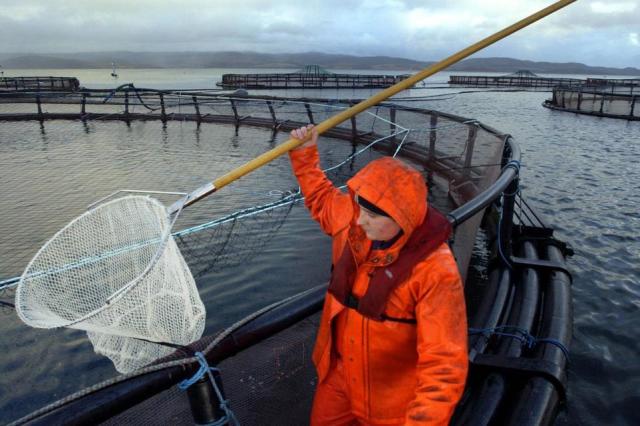 Unacceptable greenwashing': Scottish farmed salmon should not be labelled  organic, say charities, Fish