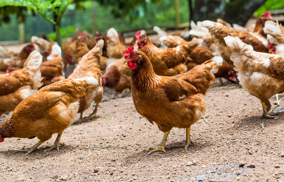 The owner of Quinton’s IGA in Warrandyte, Victoria, began stocking only free range eggs in 2014 due to the poor welfare conditions of battery hens. Source: Getty, file 