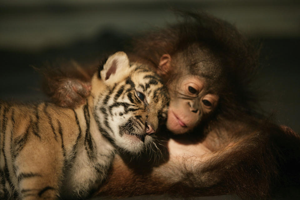 Irma, an orangutan, and Dema, a Sumatran tiger, snuggle together at an animal hospital in Indonesia. (Photo credit: Getty Images)