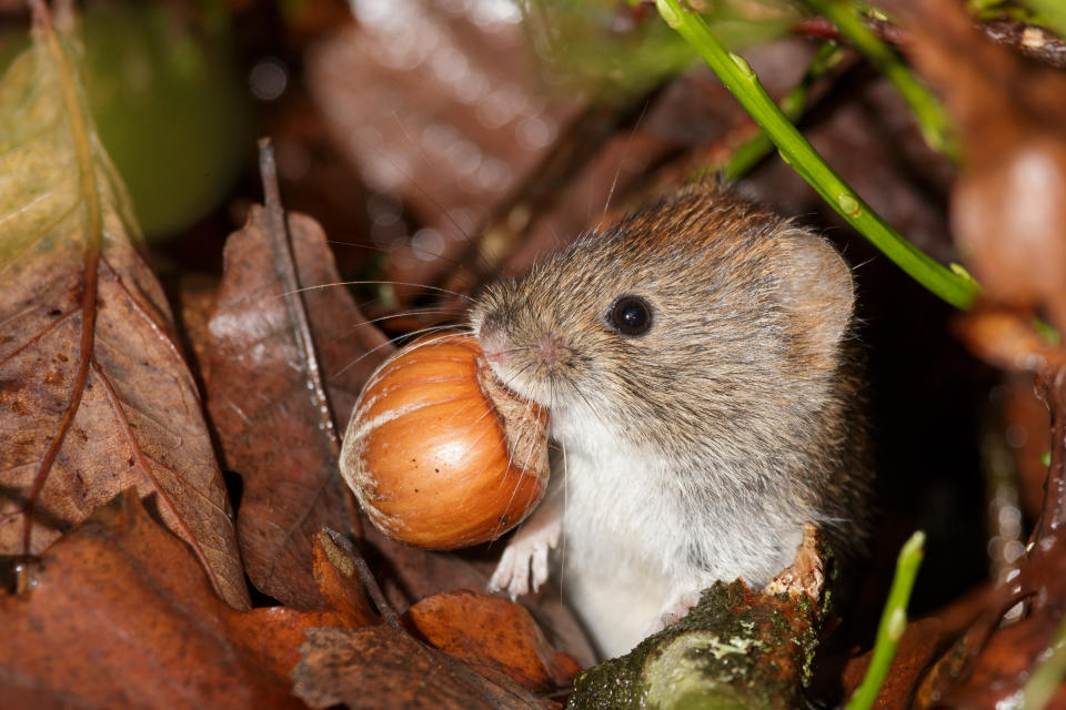 A bank vole emerges from an underground tunnel with a hazelnut in its mouth.