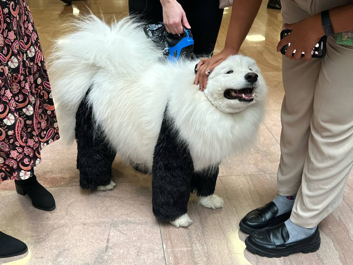 A dog dressed as a panda participates in the Bipawtisan Howl-o-ween Dog Parade on Oct. 31, 2023, in Washington, DC.