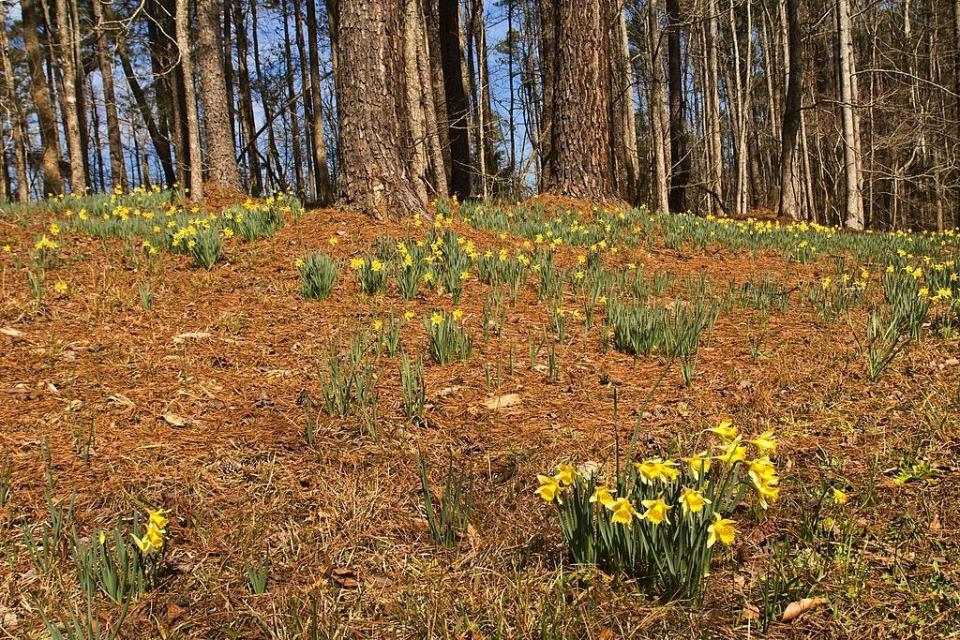 Wild yellow roadside daffodils.