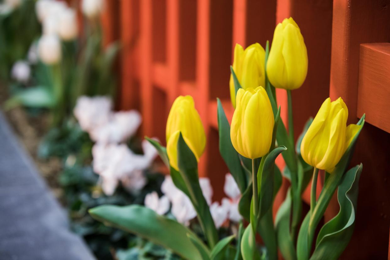 Live plants are a staple of the Great Big Home + Garden Show at the I-X Center.