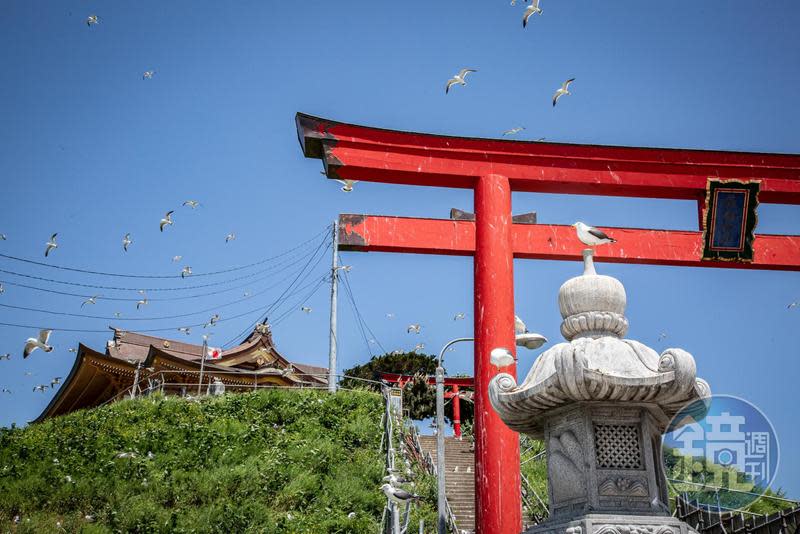 在日本青森的「蕪嶋神社」遇上能讓我好運一整年的黑尾鷗。