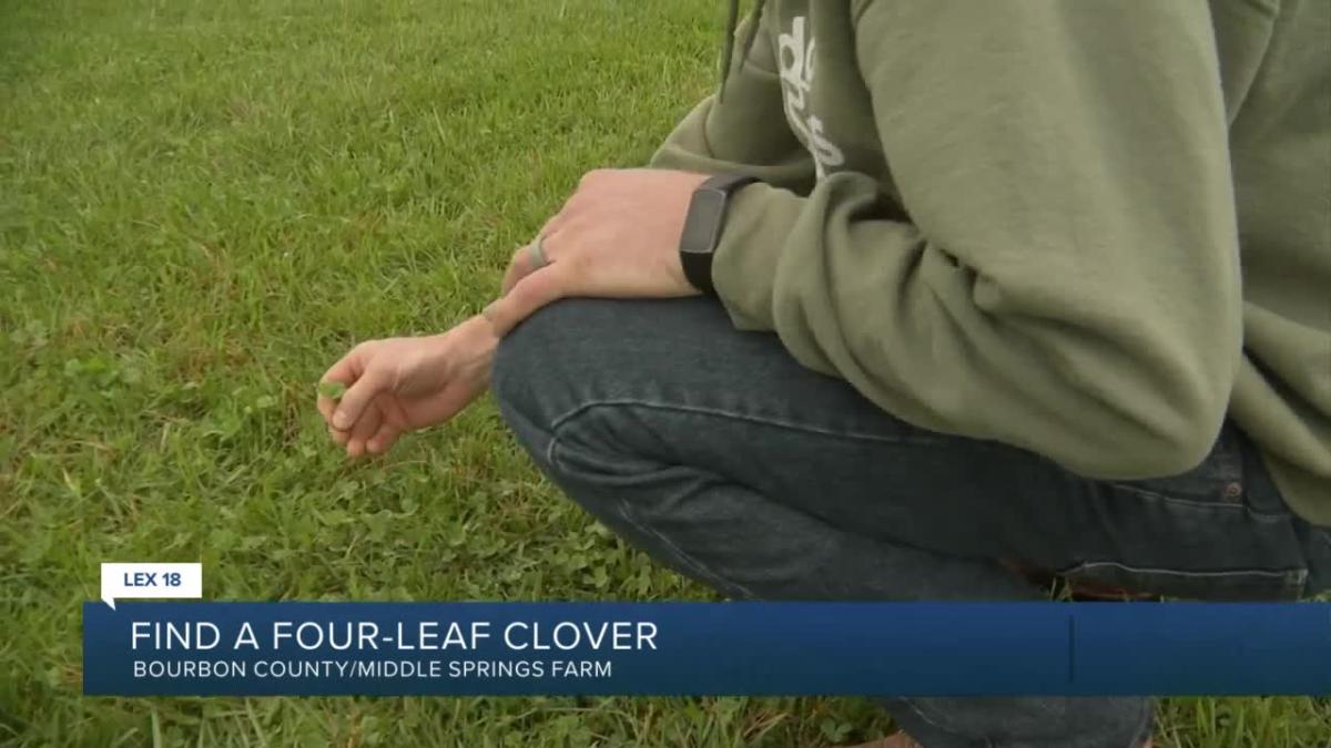 Will the real four-leaf clover please stand up?! - Fort Worth