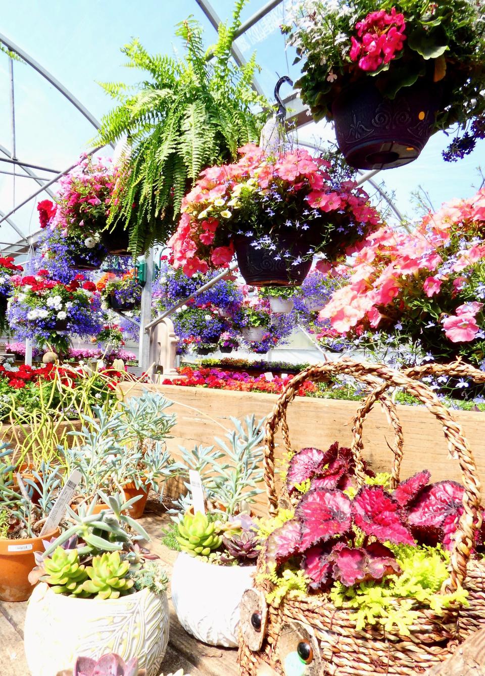 Mother's Day shoppers always keep local greenhouses and florists busy. Hanging baskets are a popular choice, but potted plants such as these succulents can be enjoyed year-round.