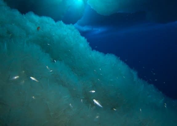 Juvenile emerald rock cods flit around ice walls and ice cracks.