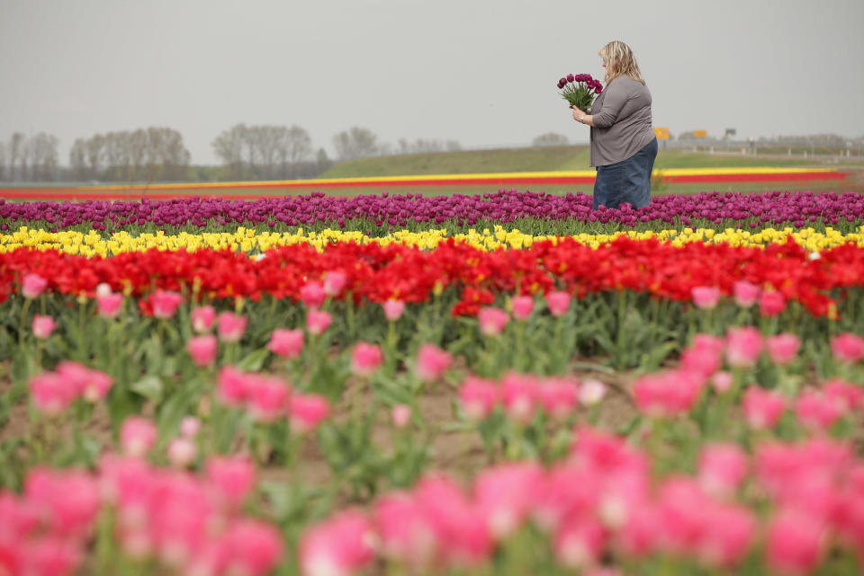 Tulips Blossom Near Magdeburg