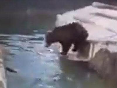 Sabrina the bear followed the drunken intruder into the water inside her enclosure, causing a prolonged scuffle