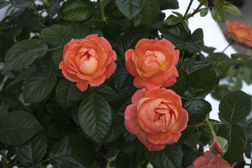 This image provided by Star Roses and Plants shows Orange Glow Knockout Roses. (Star Roses and Plants via AP)