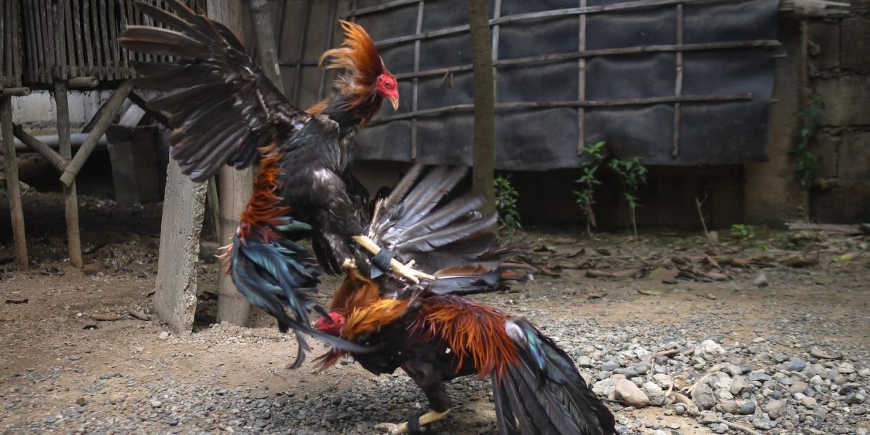 cockfighting Philippines